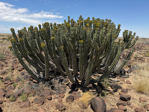 Namib Candelabra Naboom (Euphorbia virosa)