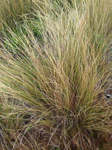 red tussock grass (Chionochloa rubra)