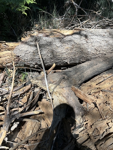 iNaturalist observation photo of Northern Alligator Lizard