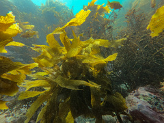 Carpophyllum angustifolium