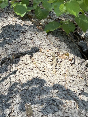 iNaturalist observation photo of Western Fence Lizard