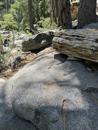 iNaturalist observation photo of Western Fence Lizard