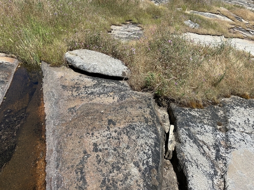iNaturalist observation photo of Western Whiptail