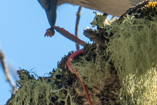 iNaturalist observation photo of Ring-necked Snake
