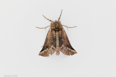 Declana junctilinea