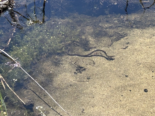 iNaturalist observation photo of Sierra Garter Snake