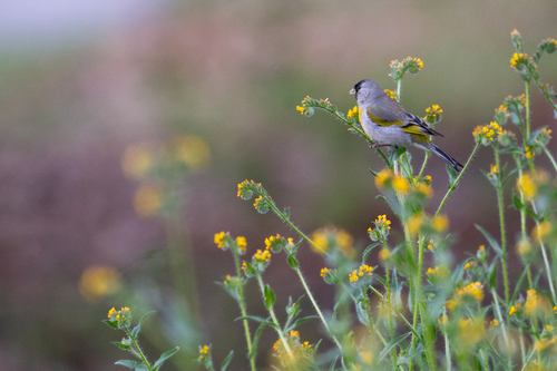 iNaturalist observation photo of Lawrence's Goldfinch