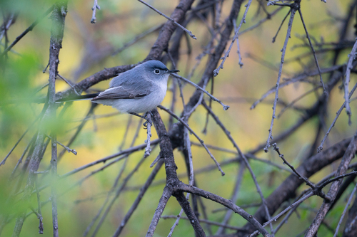iNaturalist observation photo of Blue-gray Gnatcatcher