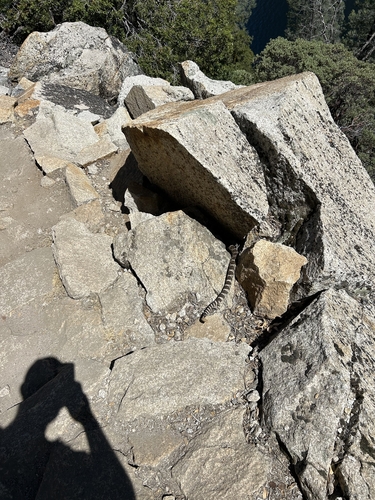 iNaturalist observation photo of Northern Pacific Rattlesnake