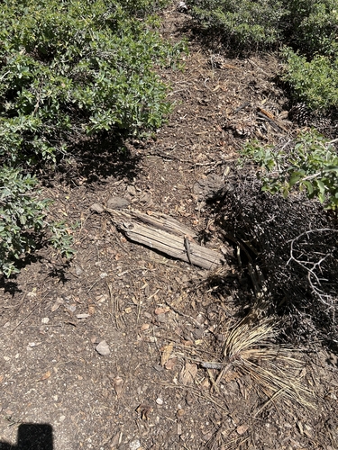 iNaturalist observation photo of Spiny Lizards