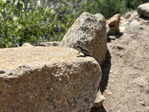 iNaturalist observation photo of Common Sagebrush Lizard