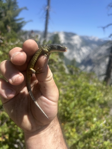 iNaturalist observation photo of Northern Alligator Lizard