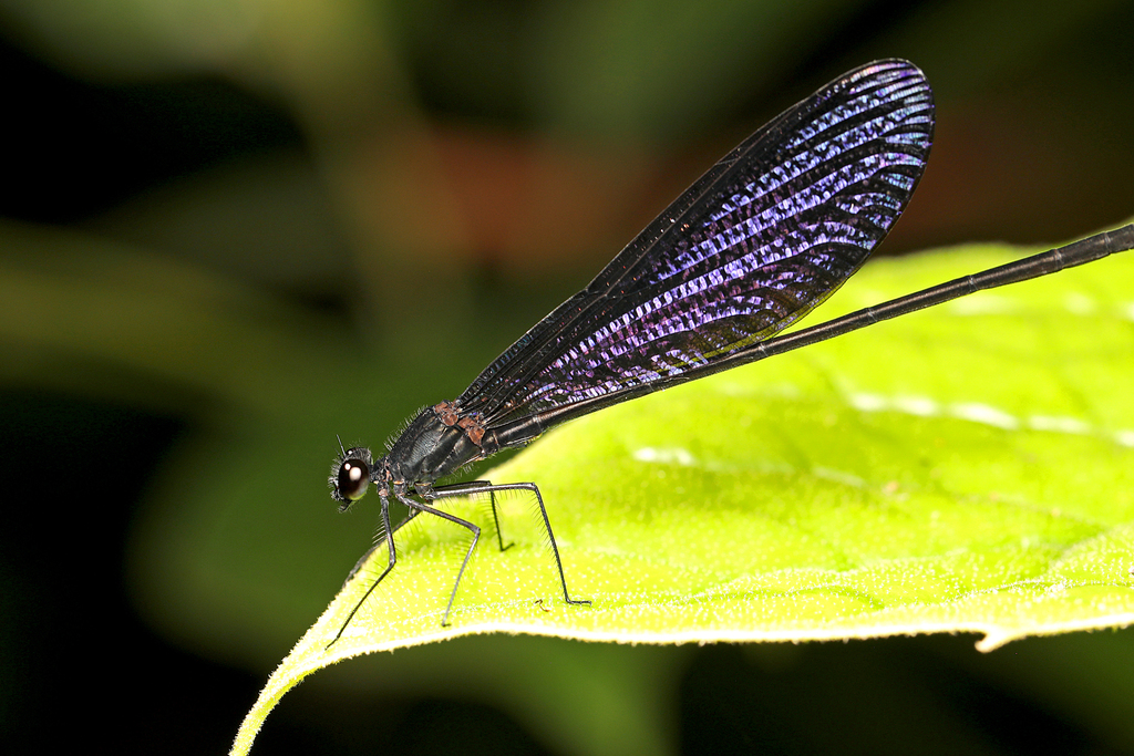 Vestalis lugens (Vestalis lugens)