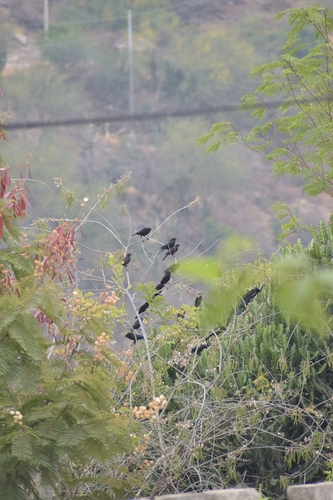 Bronzed Cowbird (Molothrus aeneus), photo 6