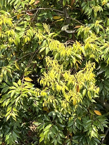 Japanese Chinquapin (Castanopsis cuspidata)