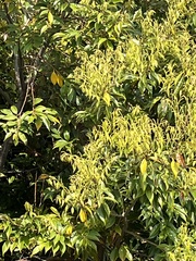 (c) 謝麗霦, some rights reserved (CC BY) Castanopsis cuspidata, photograph (c) 謝麗霦, some rights reserved (CC BY)