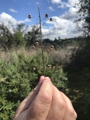 Magnoliopsida