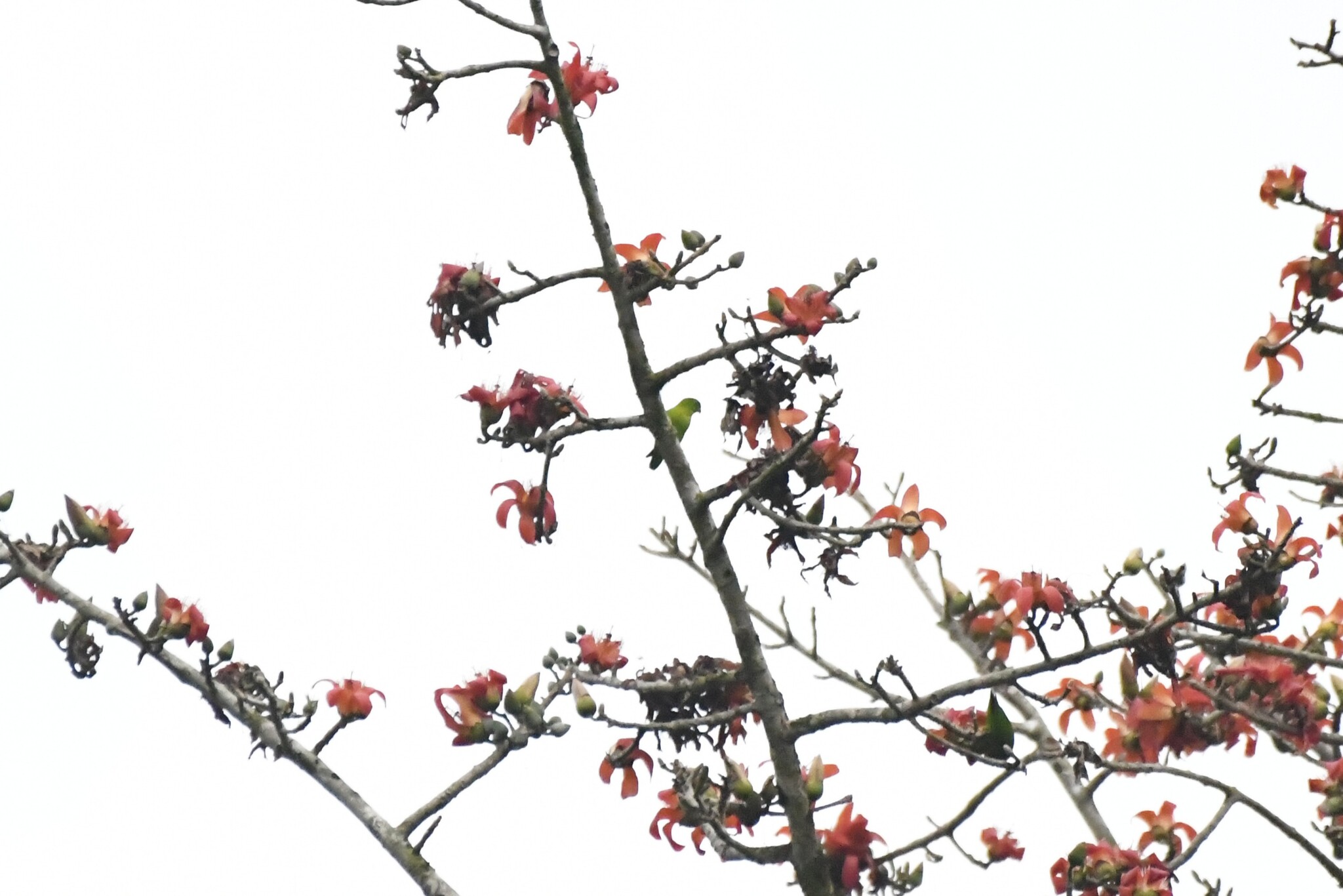 Vernal Hanging Parrot (Loriculus vernalis), photo 4