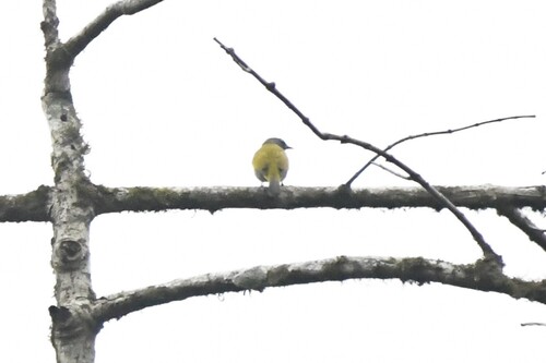 Grey-bellied Bulbul (Rubigula cyaniventris), photo 10