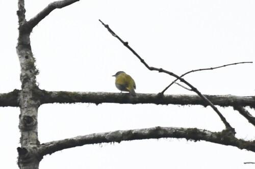 Grey-bellied Bulbul (Rubigula cyaniventris), photo 9
