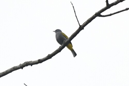 Grey-bellied Bulbul (Rubigula cyaniventris)
