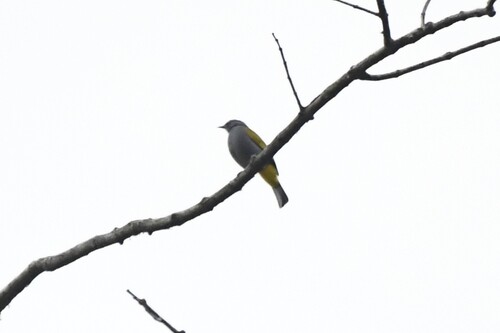 Grey-bellied Bulbul (Rubigula cyaniventris), photo 2