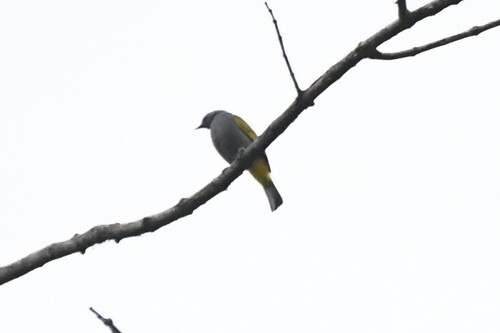 Grey-bellied Bulbul (Rubigula cyaniventris), photo 8