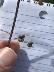 Magnoliopsida