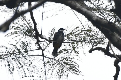 Scaly-breasted Bulbul (Rubigula squamata), photo 7