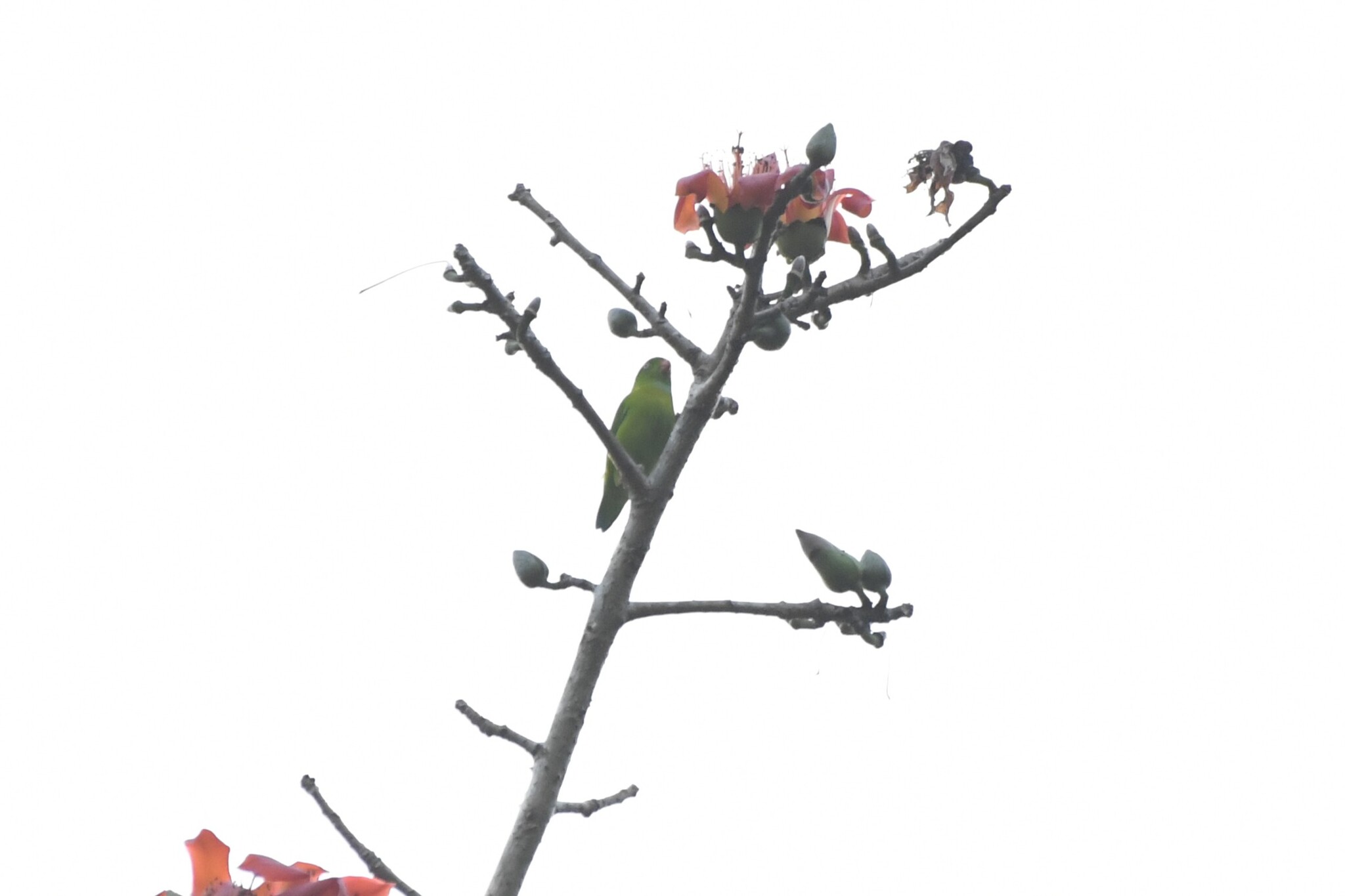 Vernal Hanging Parrot (Loriculus vernalis), photo 3