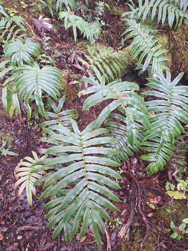 Mountain Kiokio (Blechnum montanum)