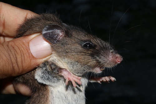 Chiapan Deer Mouse