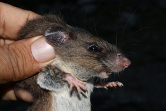 Chiapan Deermouse photo 4