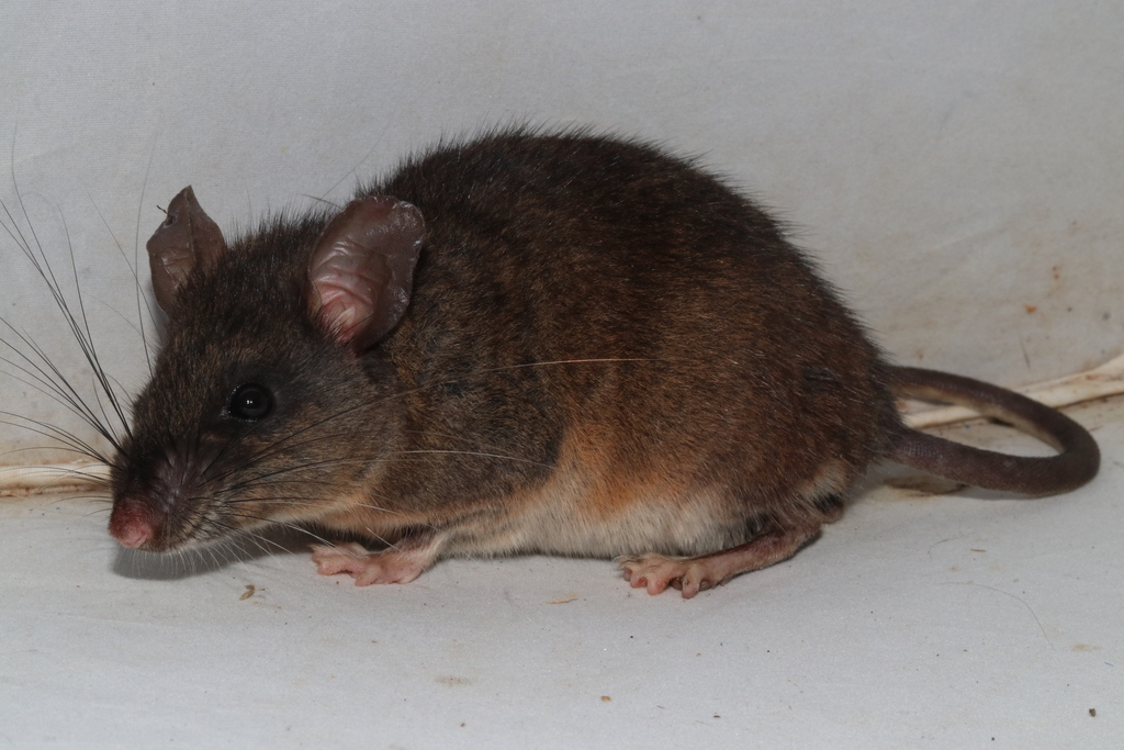 Chiapan Deermouse