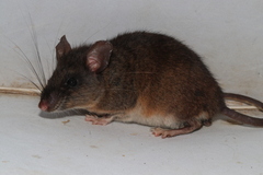 Chiapan Deermouse photo 2