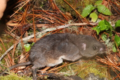 Chiapan Deermouse photo 3