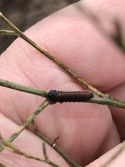 Trirhabda bacharidis