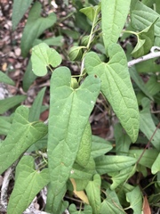 Aristolochia meridionalis