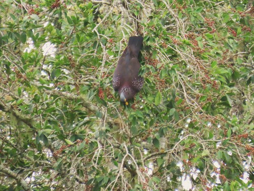 African Olive Pigeon (Columba arquatrix), photo 7