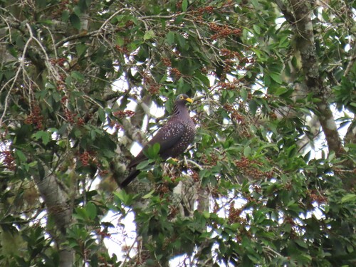 African Olive Pigeon (Columba arquatrix), photo 8