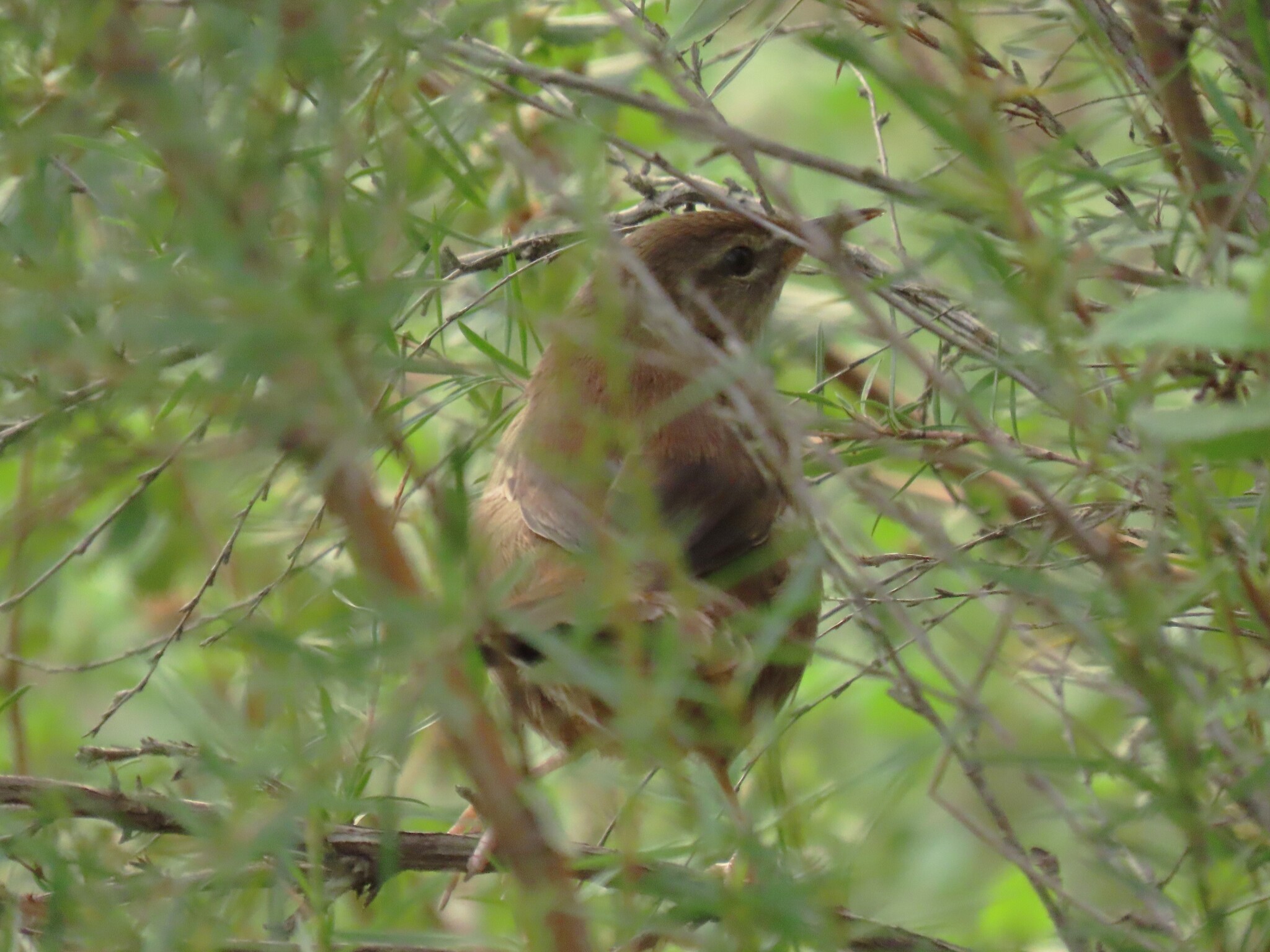 Little Rush Warbler (Bradypterus baboecala), photo 3