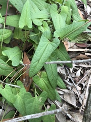 Aristolochia meridionalis