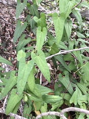 Aristolochia meridionalis
