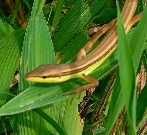 Asian Grass Lizard, Takydromus sexlineatus
