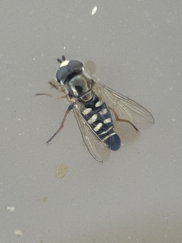 Unknown species found near Kern County, US-CA, US