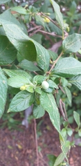 Lantana achyranthifolia