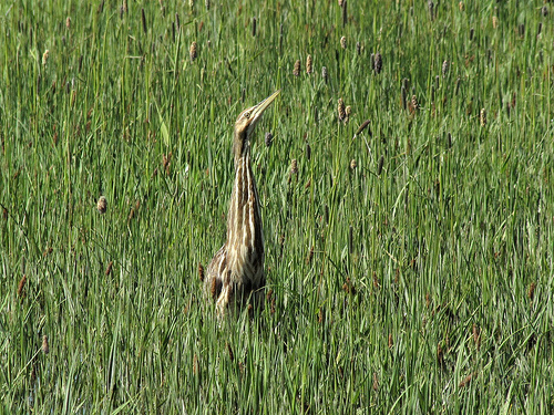American Bittern (Birds of the Carpenter St. Croix Valley Nature Center ...