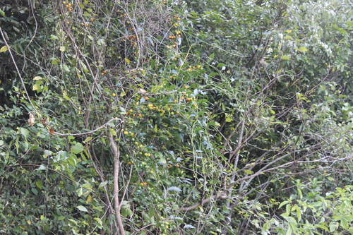 New Zealand passionflower (Passiflora tetrandra)