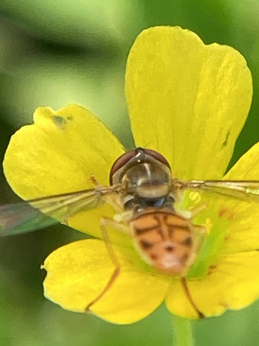 Unknown species found near Texas, US