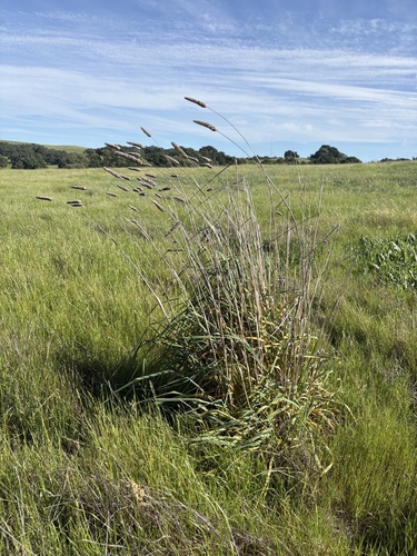 harding grass (Phalaris aquatica)